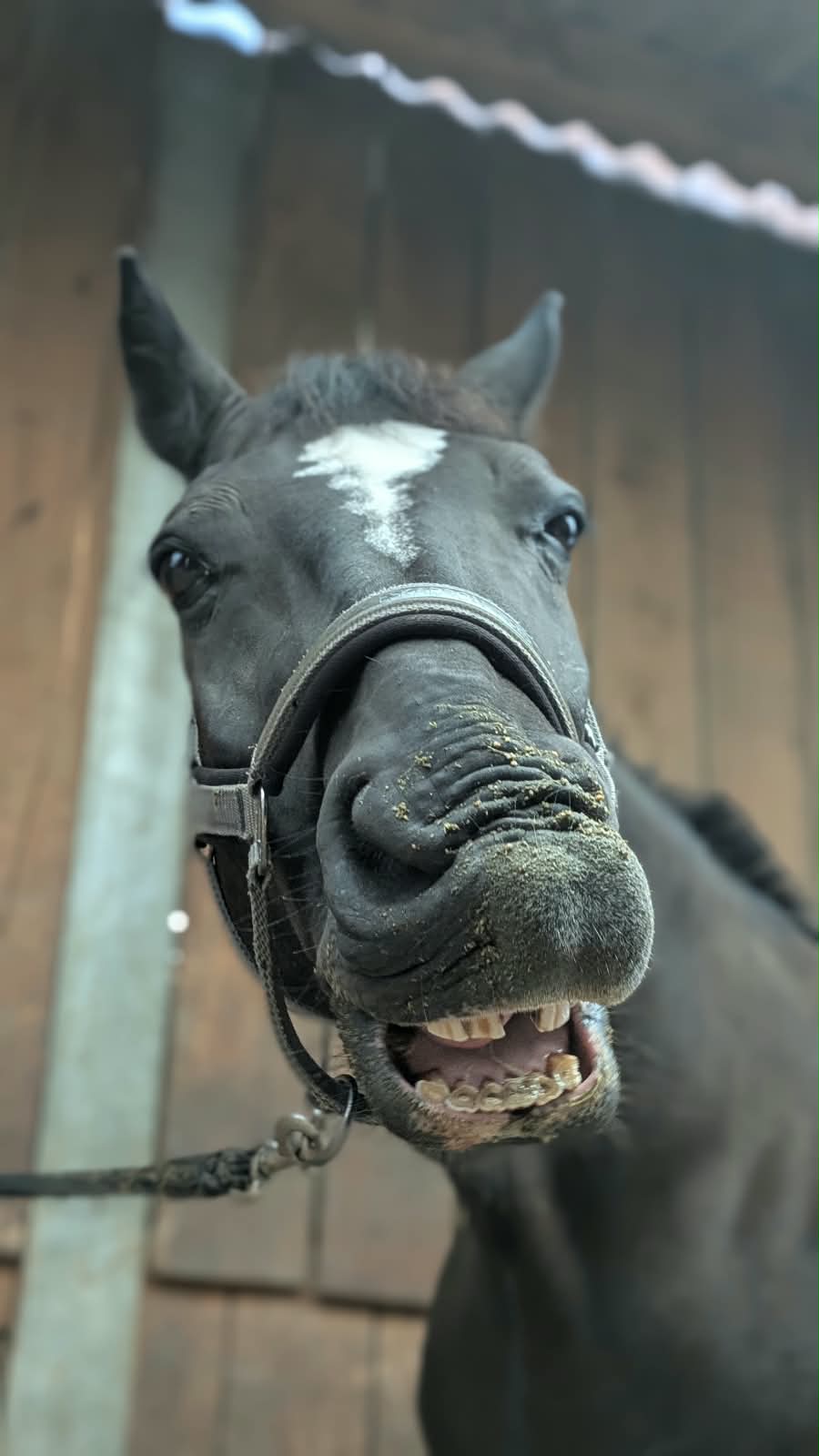 Hilfe, mein Pferd schnappt bei der Handarbeit